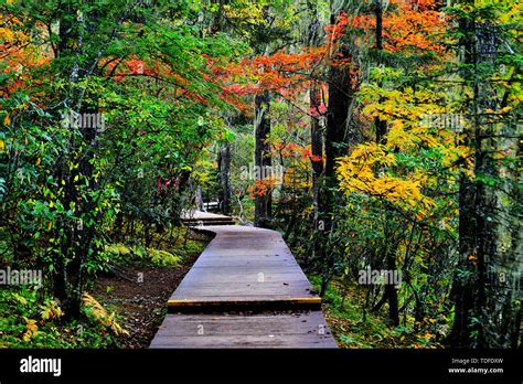 Forest Of Ae Hi Res Stock Photography And Images Alamy