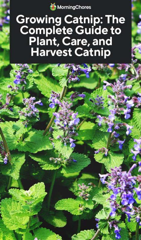 Growing Catnip The Complete Guide To Plant Care And Harvest Catnip