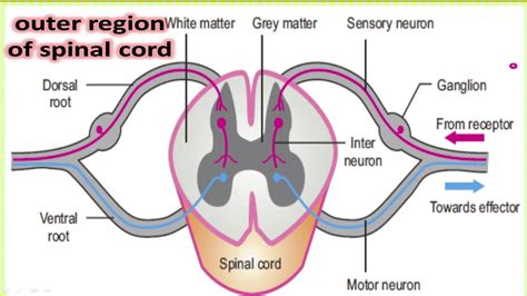 Lecture5ch12 9th Class Spinal Cord Peripheral Nervous System And