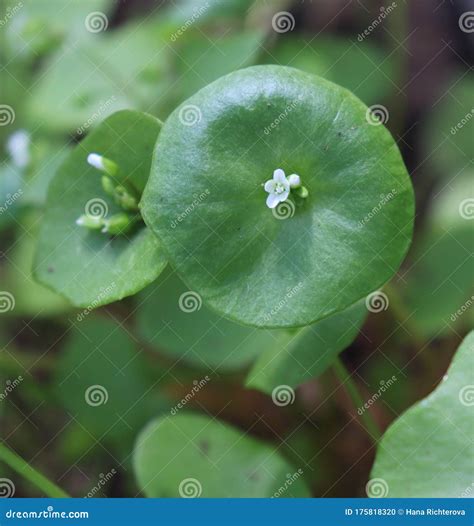 Miner`s Lettuce, Winter Purslane ,Claytonia Perfoliata . You Can Use
