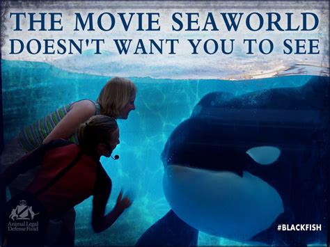 BlackFish The Painful Truth Behind Sea World And Orca Whales