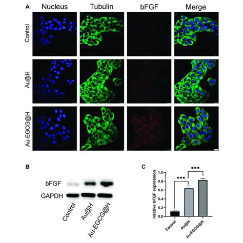 The Expression Analysis Of Basic Fibroblast Growth Factor BFGF