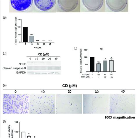 Cd Induced Caspase 8 Dependent Apoptosis In T24 Cells A And B