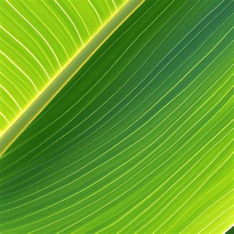 Premium Photo Green Banana Leaf Close Up Pinnately Parallel Venation