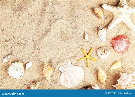 Starfish And Shells On Sand Beach Stock Image Image Of Shells