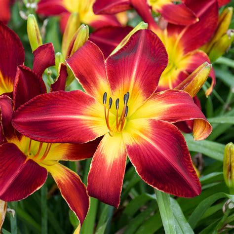 Hemerocallis Daylily Ruby Spider For Sale Shop Stuarts Stuarts