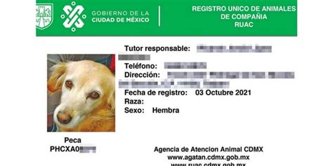 Tus mascotas ya tienen CURP Así puedes tramitarlo en CDMX Dilas