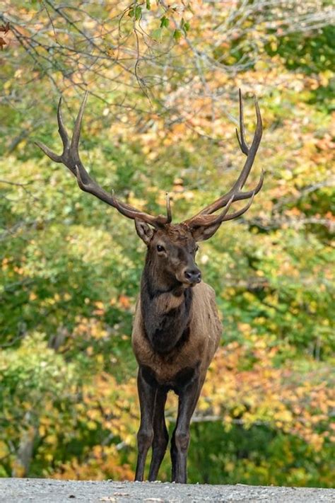 10 Interesting Elk Facts That Are Fascinating For You To Know