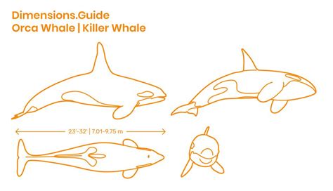 Orca Whale | Killer Whale | Killer whales, Orca, Orca whales