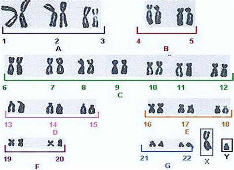 Sex Determination Chromosomes Biozoom