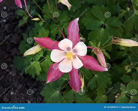 Ciérrese Para Arriba De La Aguileña Aquilegia Caerulea Rose Carmesí Y