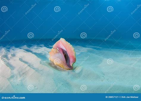 Conch Shell Stock Image Image Of Water Conch Blue 28857121