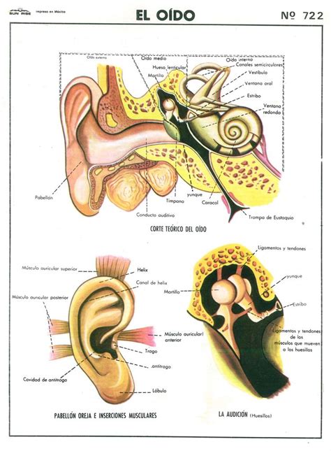 Monografía de El Oído de Sun Rise antes in 2024