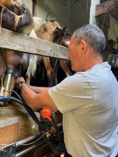 Wecandoo Visitez un élevage de chèvres et fabriquez votre fromage