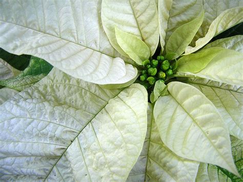 White Spots On Poinsettia Leaves