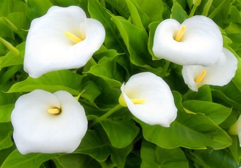 White Flowers Flower Meaning