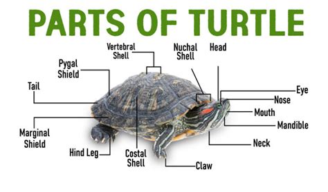 Parts of a Turtle: Turtle Anatomy and Physiology