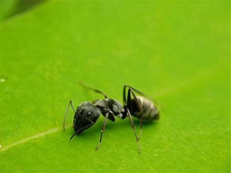 Black Ants · Free Stock Photo