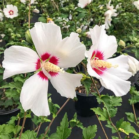 Spring Hill Nurseries Red Heart Althea Hibiscus Tree Live Bare Root