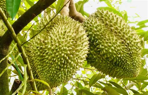 Frozen Durian Fresh Durian From Vietnam Premium Quality And Best Price