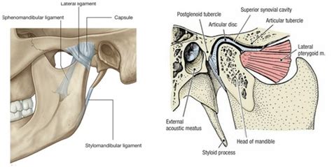 Head Neck Anatomy TMJ Flashcards Quizlet