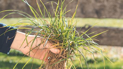 How To Get Rid Of Crabgrass Without Damaging Your Lawn Toms Guide