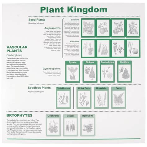 Plant Kingdom - Montessori Services