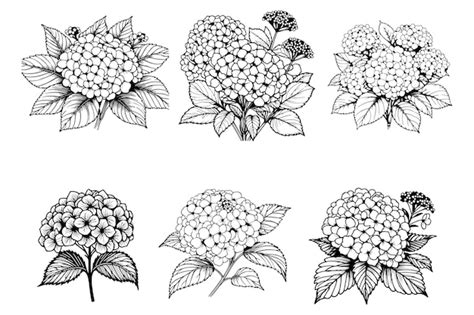 Premium Vector Free Vector Hydrangea Silhouette Style Line Art