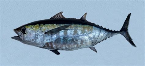 Blackfin Tuna | Mexican Fish.com