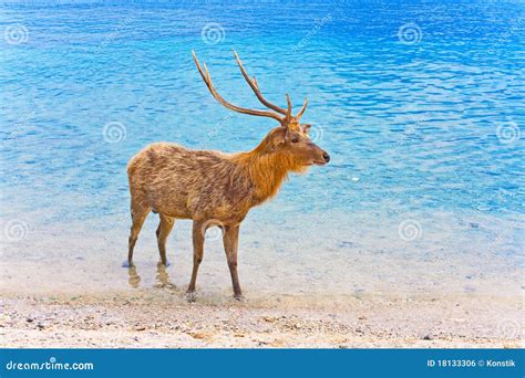 Cerfs Communs Avec De Grands Klaxons Dans L Oc An Photo Stock Image