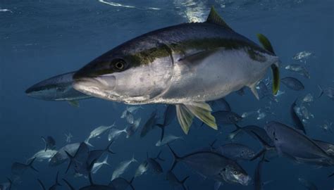 20000 Ravenous Kingfish Escape Australian Fish Farm Newshub