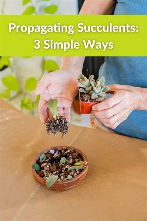 How To Propagate Succulents 3 Simple Ways Joy Us Garden Propagating Succulents Succulent