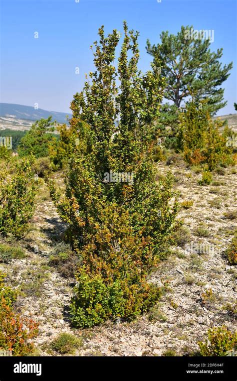 La Caja Europea Buxus Sempervirens Es Un Arbusto De La Familia