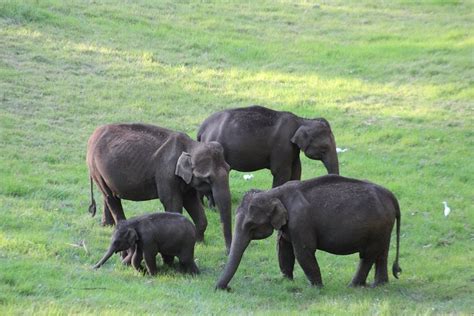 Explore Munnar Day Trip From Cochin By Munnar Info Book Tours