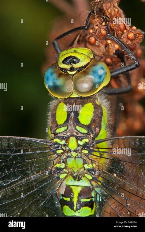 Blue Green Darner Southern Aeshna Southern Hawker Aeshna Cyanea