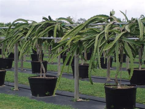 Growing Dragon Fruit In Containers San Diego Pitaya Festival 2005 Dragon Fruit Photo Fruit