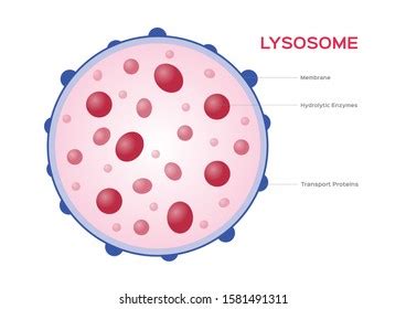 890 Lysosome structure Images, Stock Photos & Vectors | Shutterstock