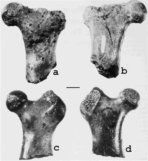 The Coastal Paleontologist, atlantic edition: Pinniped ancestry: the "Oligocene Seal" from South ...