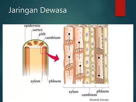 Fungsi Jaringan Ada Tumbuhan Pptx