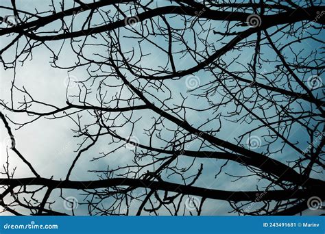 Naked Branches Of A Tree Against Blue Sky Close Up Dark And Moody