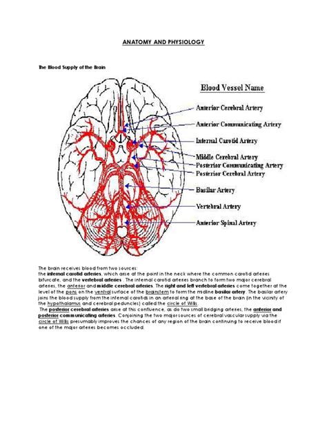 PDF Anatomy And Physiology Of Blood Vessel DOKUMEN TIPS