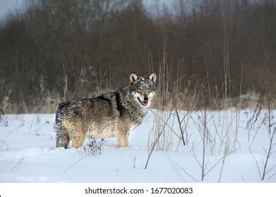 670 Chernobyl wildlife Images, Stock Photos & Vectors | Shutterstock