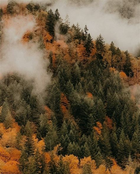 autumn aesthetic idda van munster deep autumn dark autumn autumn