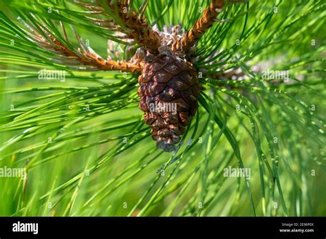 Red Pine Pinus Resinosa Hi Res Stock Photography And Images Alamy