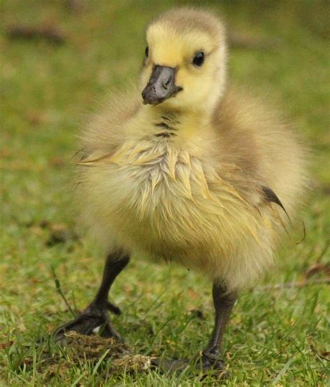 Gosling - baby Canada Goose | Animals, Mens military jacket, Animal ...