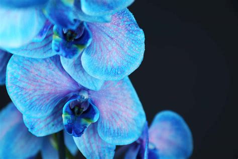 Azul é a cor mais quente veja curiosidades sobre a orquídea azulada