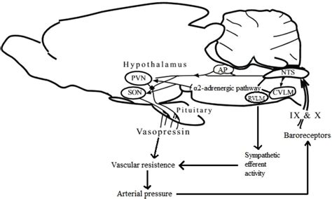 BBB normal; -----BBB breakdown; OVLT: organum vasculosum lamina
