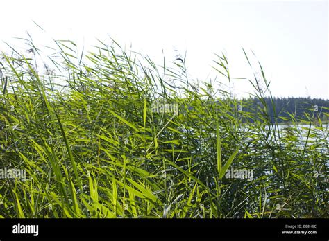 Green Rushes On Windy Day Stock Photo Alamy