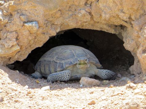 The Desert Tortoises - Desert Tortoise Council