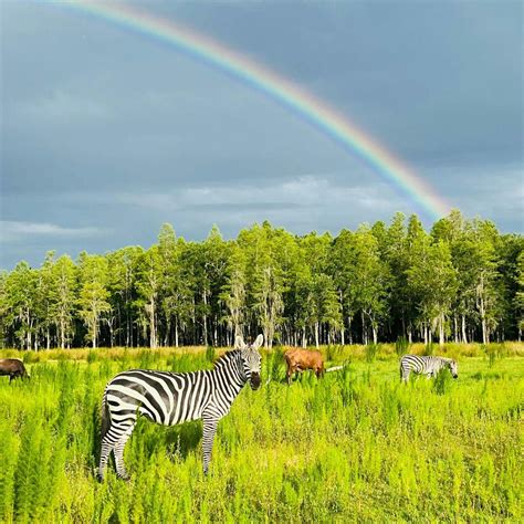 Safari Wilderness Ranch | Wild Animal Safari in Lakeland, FL